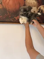 AKC Lilly Haven, a female Pomeranian for sale in Hesperia, CA – 3 of 4
