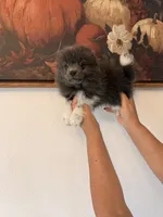 AKC Brooklyn, a female Pomeranian for sale in Hesperia, CA – 2 of 3