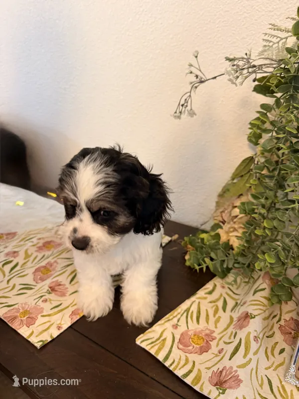 Stitch  – Havamalt puppy for sale in Hesperia, CA