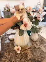 AKC Chanel, a female Pomeranian for sale in Hesperia, CA – 5 of 8