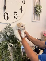 Trevor, a male Maltese for sale in Hesperia, CA – 2 of 2