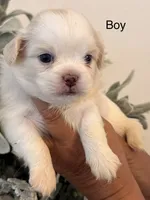 Rocky, a male Shih Tzu for sale in Hesperia, CA – 1 of 2