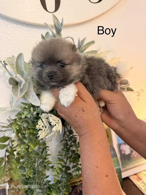 Ken – Pomeranian puppy for sale in Hesperia, CA