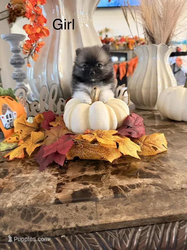 AKC Sophie – Pomeranian puppy for sale in Hesperia, CA