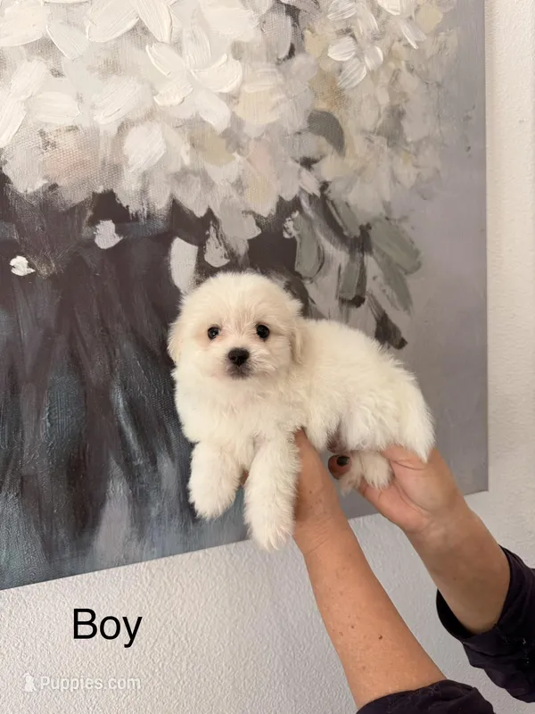Justin, a male Maltipom for sale in Hesperia, CA – Photo 1 of 1
