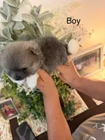 Ken, a male Pomeranian for sale in Hesperia, CA – 2 of 2