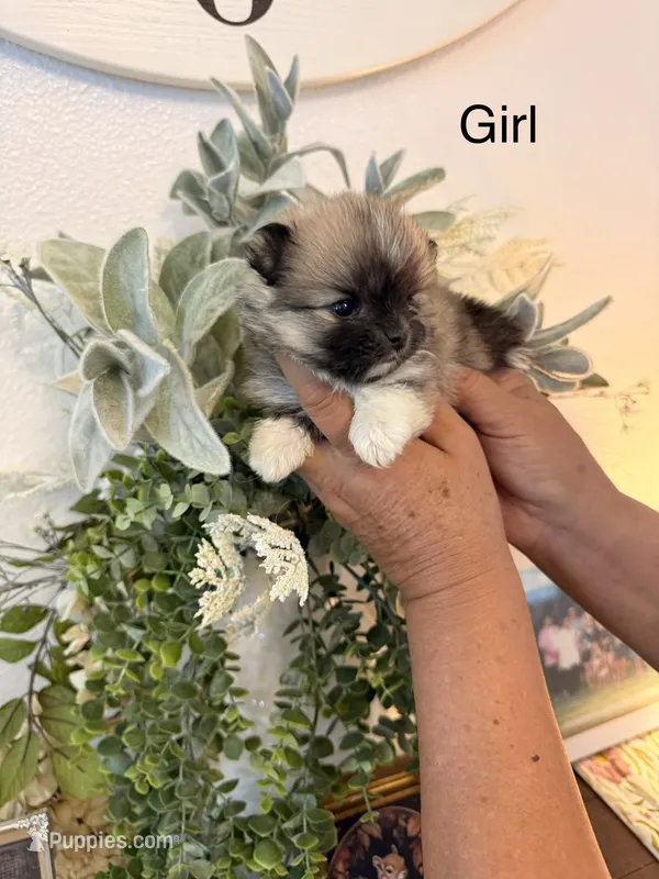 Bella – Pomeranian puppy for sale in Hesperia, CA