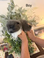 Bruce, a male Pomeranian for sale in Hesperia, CA – 2 of 2