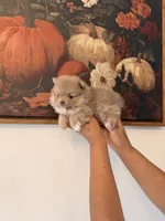 AKC Gizmo, a male Pomeranian for sale in Hesperia, CA – 2 of 4