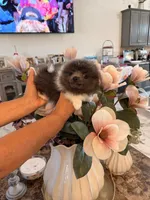 AKC Bruce, a male Pomeranian for sale in Hesperia, CA – 4 of 6