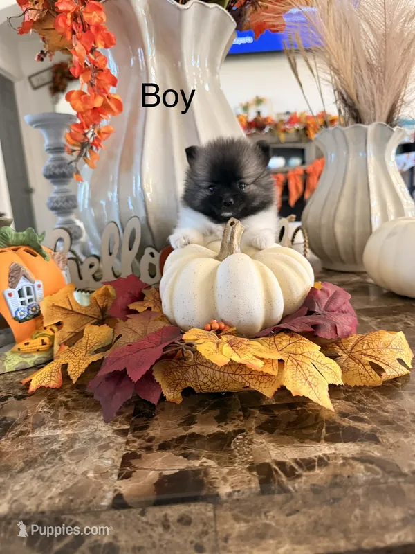 AKC Shadow  – Pomeranian puppy for sale in Hesperia, CA