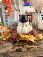 AKC Shadow , a male Pomeranian for sale in Hesperia, CA – 1 of 2