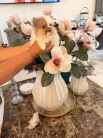 AKC Chanel, a female Pomeranian for sale in Hesperia, CA – 6 of 8