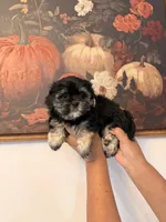 Hazel , a female Shih Tzu for sale in Hesperia, CA – 3 of 3