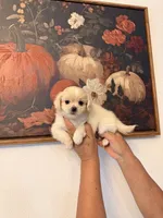 Honey, a female Shih Tzu for sale in Hesperia, CA – 3 of 3