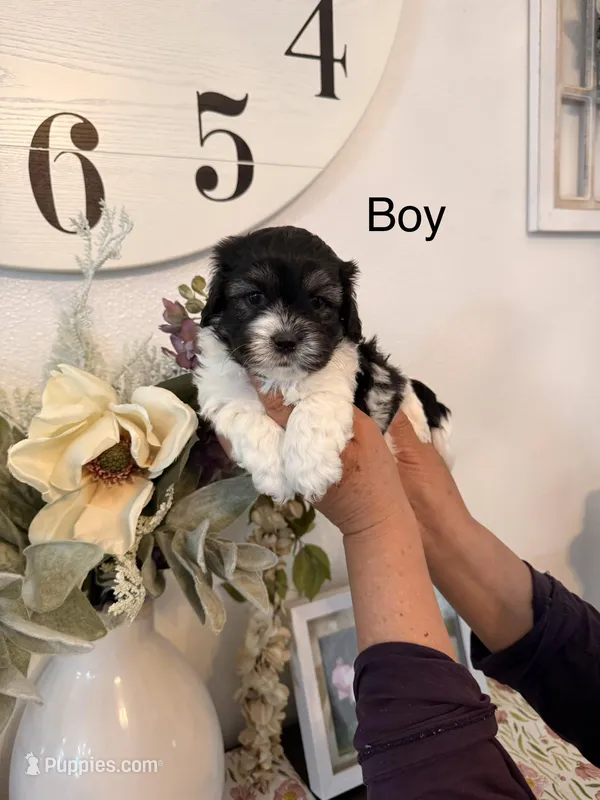 Milo – Havamalt puppy for sale in Hesperia, CA