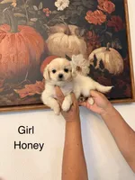 Honey, a female Shih Tzu for sale in Hesperia, CA – 1 of 3