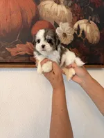 Lia, a female Shih Tzu for sale in Hesperia, CA – 2 of 2