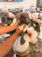 AKC Ken, a male Pomeranian for sale in Hesperia, CA – 4 of 6