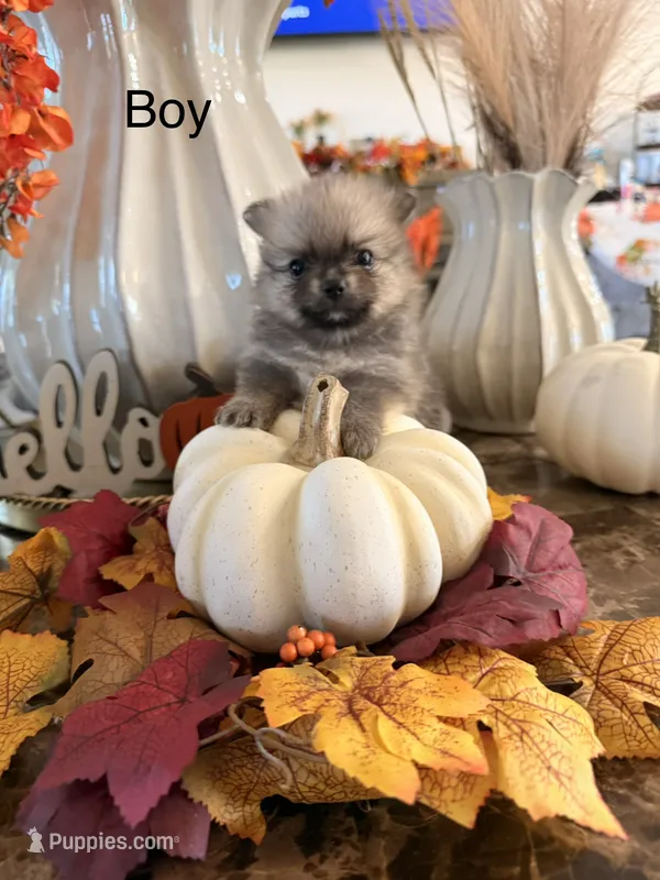 AKC Ranger – Pomeranian puppy for sale in Hesperia, CA