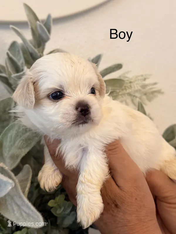 Donte – Shih Tzu puppy for sale in Hesperia, CA