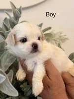 Donte, a male Shih Tzu for sale in Hesperia, CA – 1 of 2