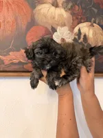 Smokey , a male Shih Tzu for sale in Hesperia, CA – 2 of 3
