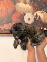 Smokey , a male Shih Tzu for sale in Hesperia, CA – 3 of 3