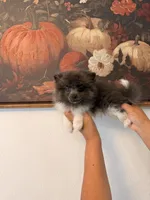 AKC Bruce, a male Pomeranian for sale in Hesperia, CA – 2 of 8
