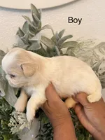 Rocky, a male Shih Tzu for sale in Hesperia, CA – 2 of 2