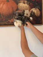AKC Lilly Haven, a female Pomeranian for sale in Hesperia, CA – 4 of 4