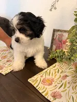 Stitch , a male Havamalt for sale in Hesperia, CA – 3 of 4