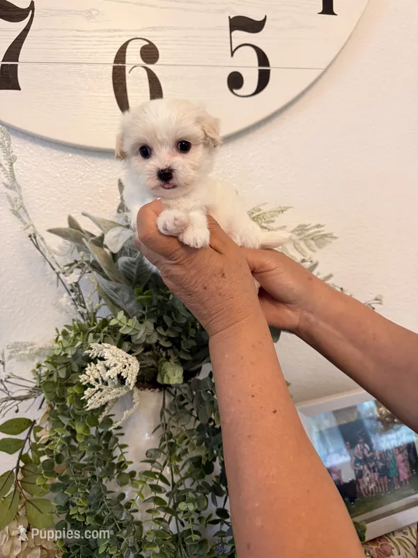 Stewart – Maltese puppy for sale in Hesperia, CA