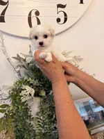 Stewart, a male Maltese for sale in Hesperia, CA – 1 of 2
