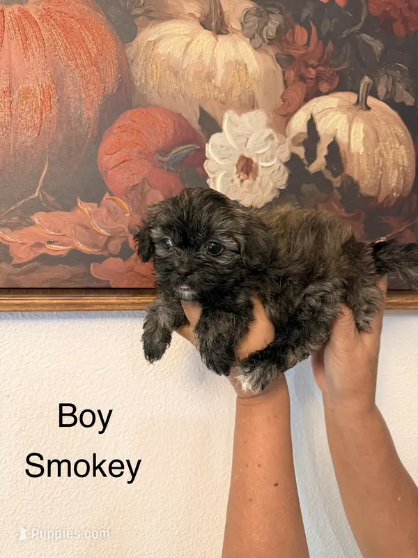 Smokey  – Shih Tzu puppy for sale in Hesperia, CA