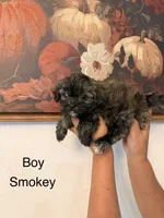 Smokey , a male Shih Tzu for sale in Hesperia, CA – 1 of 3