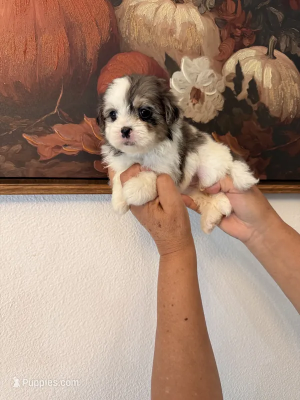 Rambo – Shih Tzu puppy for sale in Hesperia, CA