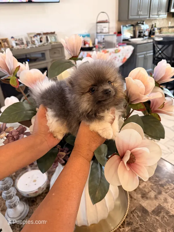 Ken – Pomeranian puppy for sale in Hesperia, CA