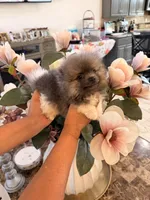 AKC Ken, a male Pomeranian for sale in Hesperia, CA – 1 of 6