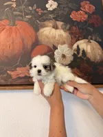Ivy, a female Shih Tzu for sale in Hesperia, CA – 2 of 2
