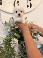 Precious , a female Maltese for sale in Hesperia, CA – 2 of 2
