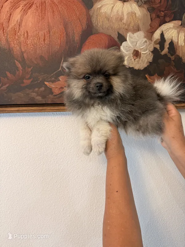 AKC Ken – Pomeranian puppy for sale in Hesperia, CA