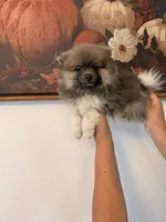 AKC Ken, a male Pomeranian for sale in Hesperia, CA – 1 of 8