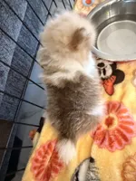 AKC Barbie, a female Pomeranian for sale in Hesperia, CA – 2 of 2