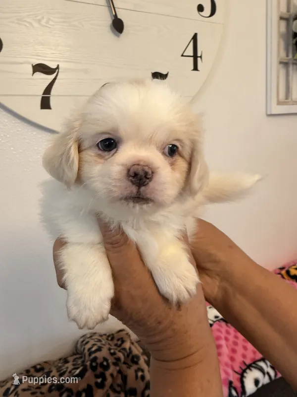 Rocky – Shih Tzu puppy for sale in Hesperia, CA