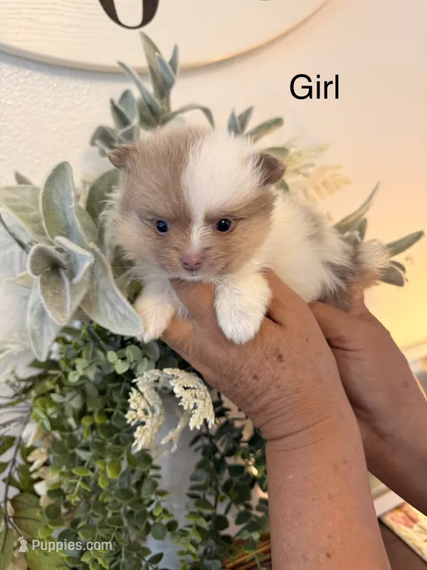 Chanel – Pomeranian puppy for sale in Hesperia, CA