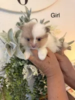 Chanel, a female Pomeranian for sale in Hesperia, CA – 1 of 2
