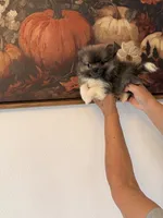 AKC Lilly Haven, a female Pomeranian for sale in Hesperia, CA – 2 of 4
