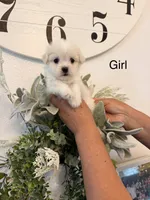 Precious , a female Maltese for sale in Hesperia, CA – 1 of 2
