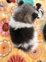 AKC Shadow , a male Pomeranian for sale in Hesperia, CA – 2 of 2